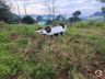 Mulher fica ferida em capotamento de veículo na SC 163 em Itapiranga