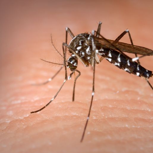 Santa Helena acumula 40 casos de dengue no ano