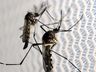 Cidade de SC registra maior número de mortes por dengue do Brasil em 2023