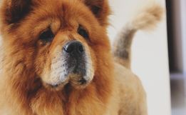 Delegado informa destino de cachorro que matou bebê em SC