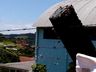 Escola é evacuada após enxame de abelhas