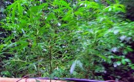 VÍDEO: PM encontra plantação de maconha no interior de Romelândia 