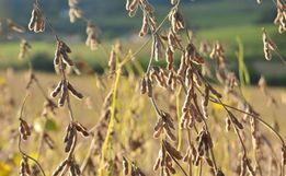 Produção agrícola de SC alcança R$ 19 bilhões em cenário com recuo de 13%, aponta IBGE