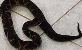 Agricultor de Tunápolis encontra serpente considerada a segunda espécie mais peçonhenta do Brasil