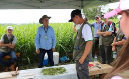 Epagri de Iporã do Oeste realiza Dia de Campo sobre nova variedade de pastagem