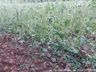 Chuva de granizo atinge interior de Campo Erê e São Bernardino 