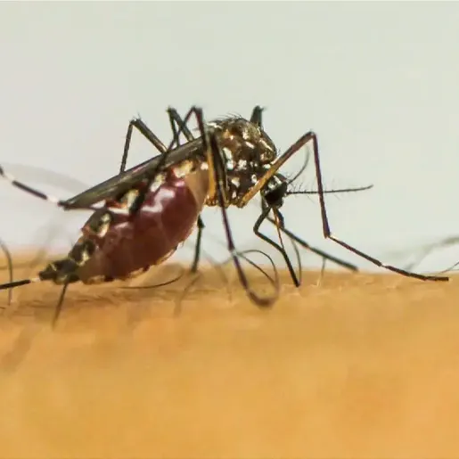Dengue não tira folga: São José do Cedro mantém vigilância constante