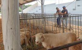 Primeiros animais da Expo Guarujá já desembarcaram nos espaços
