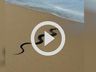 Cobra é encontrada no mar em praia de São Francisco do Sul; veja vídeo