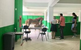 Cavalos invadem escola e assustam funcionários em Santa Catarina