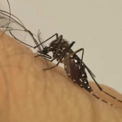 Guarujá do Sul confirma primeira morte por dengue