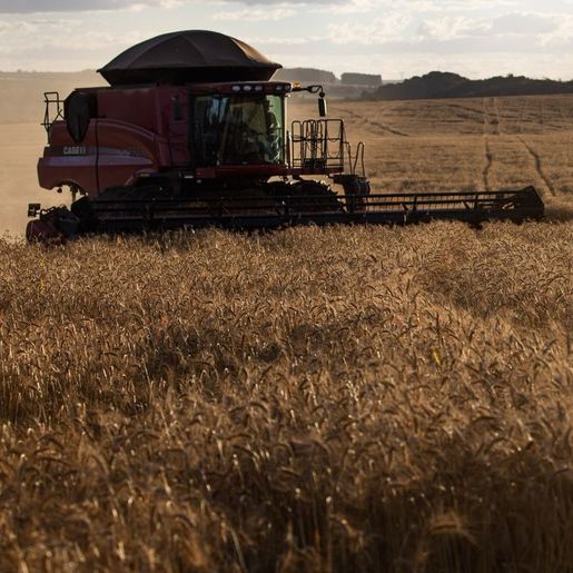 Sicoob SC/RS tem demanda de R$ 4,2 bilhões para atender o produtor rural na próxima safra 