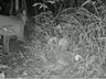 Onça-parda é flagrada por armadilha fotográfica no Oeste de SC; Assista 