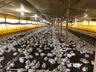 Conder Gestão Ambiental anuncia agilidade em licenças de avicultura
