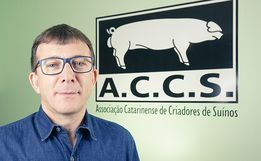 Exportação de carne suína eleva o preço pago ao produtor