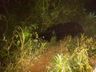 Carro com duas pessoas sai da pista e cai em meio a vegetação na SC-305