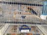 Associação dos Criadores de Aves de Iporã do Oeste realiza 1ª copa de ornitologia