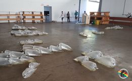Aquita retoma parceria com a prefeitura para pedidos de alevinos