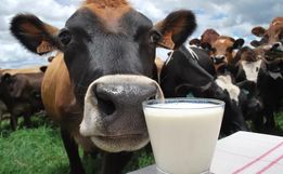 Produtores e indústrias de SC alertam para colapso no setor leiteiro