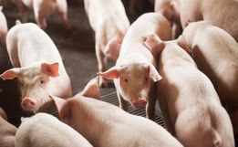 SC bate recorde com embarque de 55,7 mil toneladas de carne suína em janeiro
