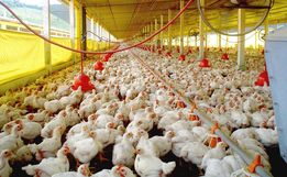 Avicultores manifestam insatisfação com reajuste de agroindústria