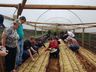 Projeto sobre o cultivo de alface é apresentado em propriedade rural de Mondaí