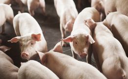 SC exporta 68 mil toneladas de carne suína em outubro, um dos melhores resultados desde 1997