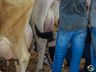 FAISMO: Mercoleite terá mais de 120 animais além do torneio leiteiro 