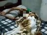 Vídeo: família viaja para Carnaval e abandona idoso doente trancado em casa