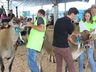 Julgamento de bovinos marca penúltimo dia da 10ª FAIC, em Iporã do Oeste