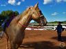 VÍDEO: Relação entre humanos e cavalos traz benefícios para o corpo e mente 