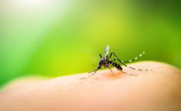São Miguel tem 54 casos  de dengue confirmados