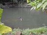 Homem de 37 anos morre afogado no Rio Cambuim