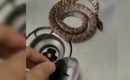 Cobra acorda homem ao fazer barulho dentro de casa em SC