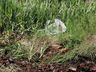 Área de preservação é limpada em Palma Sola