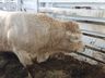 Último dia de Expo Cedro 2023