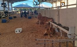 Expo Cedro 2025: Contagem regressiva para a maior edição desde a retomada