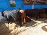 Segundo dia de Itaipu Rural Show reúne palestras e networking em Pinhalzinho 