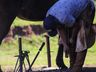 SMO: Grupo de Cavalarianos promove o 6º Acampamento Farrapo