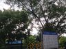 Tunápolis dá continuidade ao plano de arborização com plantio de árvores na cidade