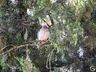 VÍDEO: Pombas na praça causam transtornos em São Miguel do Oeste