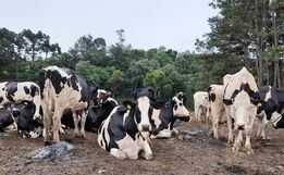 Produtores rurais devem atualizar cadastro na Cidasc até 30 de julho