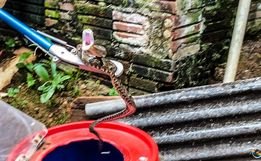 VÍDEO: Morador encontra Jararaca em porão de casa e aciona bombeiros em SMO
