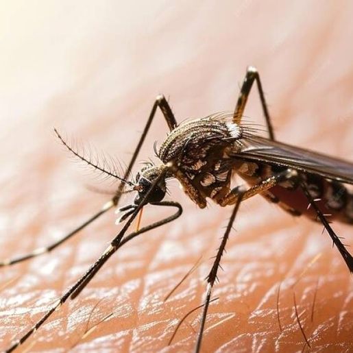 Santa Catarina registra mais de 366 mil casos prováveis de dengue