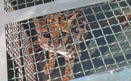 Jaguatirica é  devolvida à natureza após ser encontrada em residência 