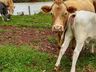 Produtor de Guarujá do Sul comemora a valorização do gado de corte
