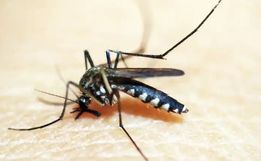 Campo Erê confirma primeira morte por dengue