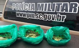 Folhas de Coca são apreendidas em São Miguel do Oeste