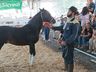 Cavalos crioulos de Itapiranga são avaliados na 11ª Efrait