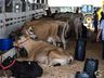 FAISMO: Mercoleite terá mais de 120 animais além do torneio leiteiro 